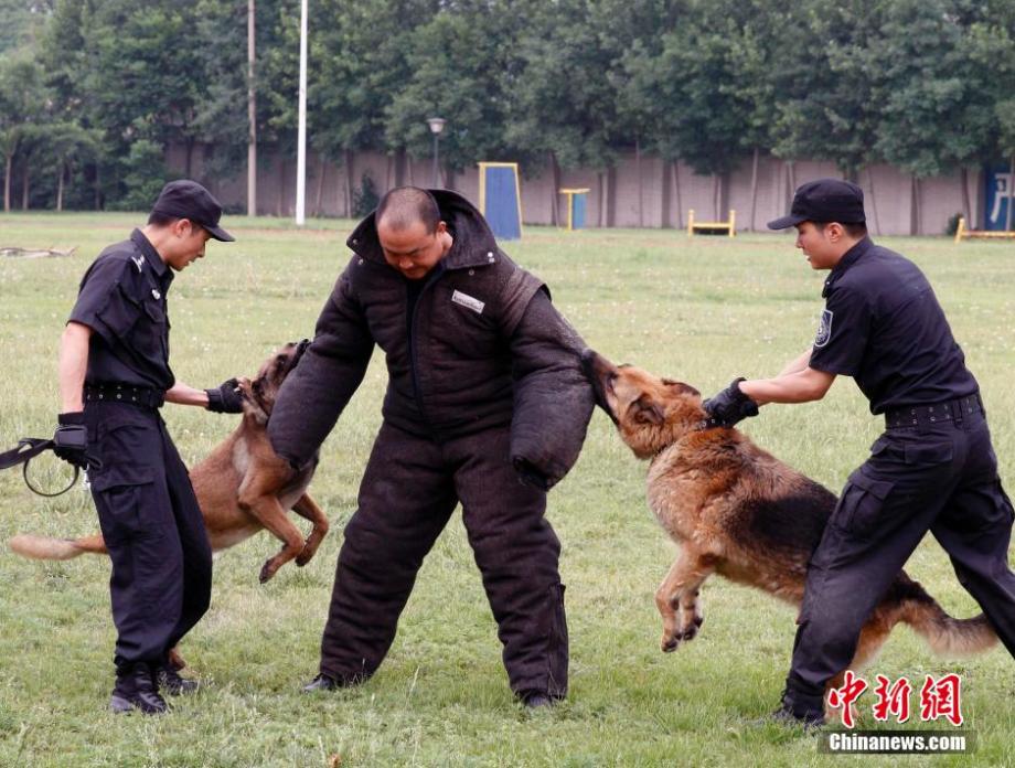 高清组图:揭秘北京警方警犬训练基地