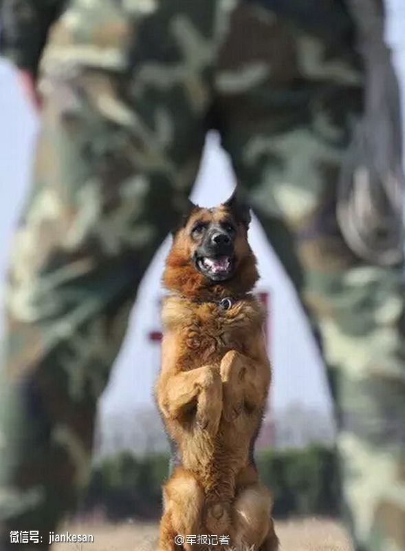 武警戰士在索馬裡炸彈襲擊中犧牲 曾是“十佳士官”【8】