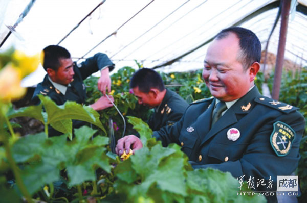 崗巴營官兵在海拔4810米的高原種出了蔬菜。（劉有飛 攝）