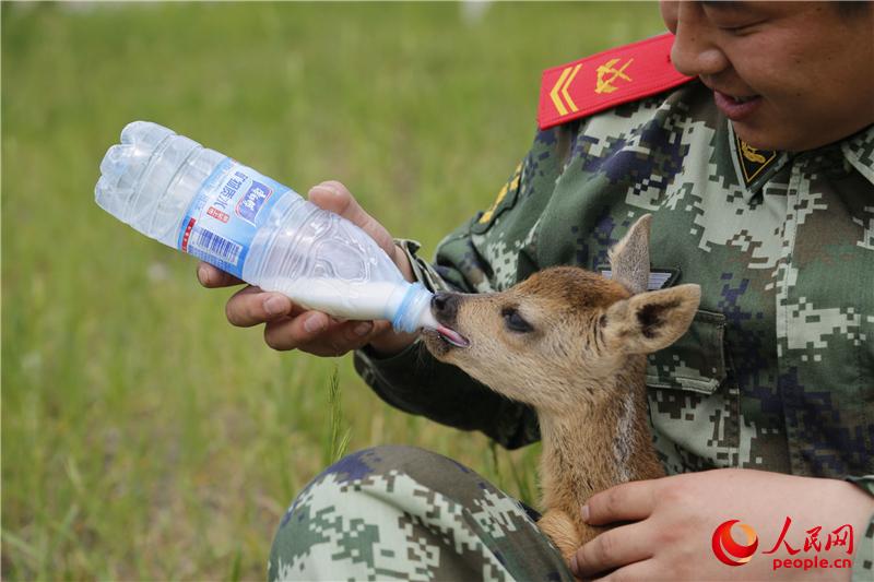 圖為被森警官兵救回的狍子正在如飢似渴地喝奶