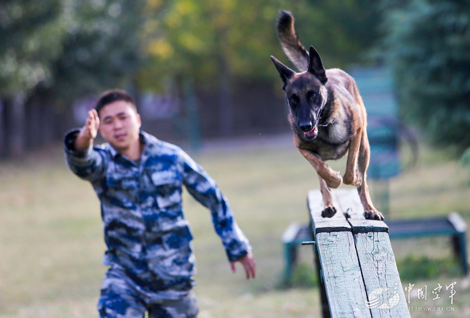 高清:空軍軍犬飛躍穿火圈 巧救被捆綁戰士【12】