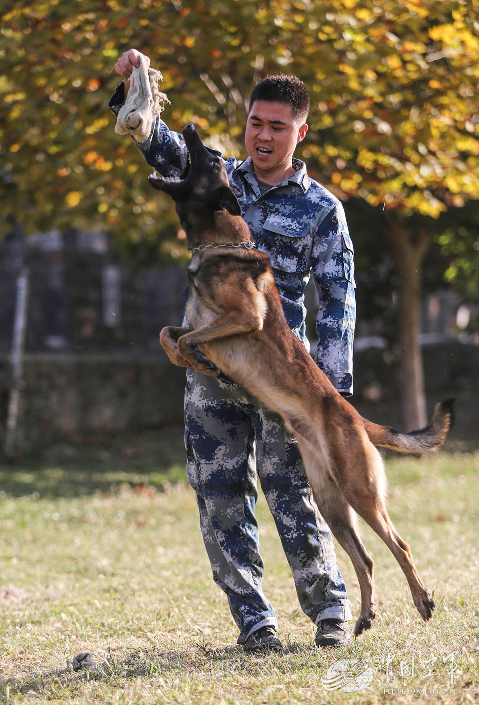 高清:空军军犬飞跃穿火圈 巧救被捆绑战士