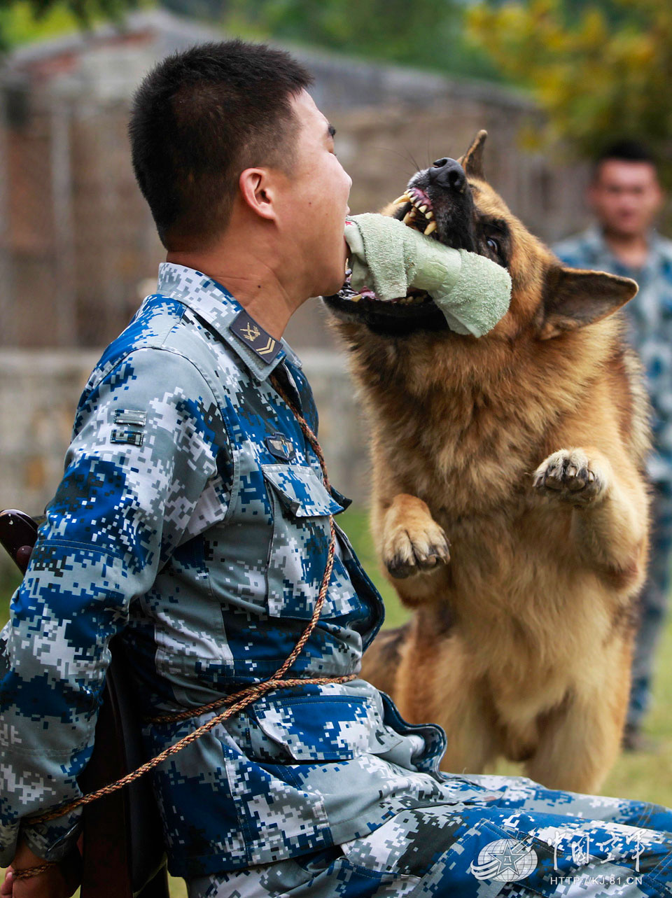 高清:空軍軍犬飛躍穿火圈 巧救被捆綁戰士【2】