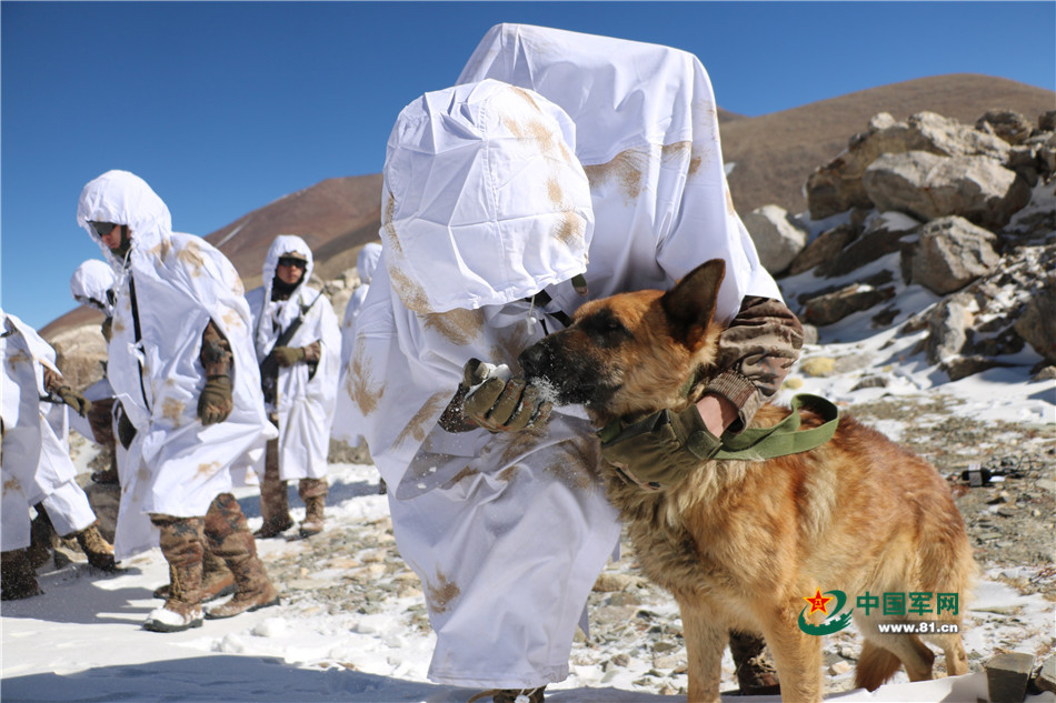 官兵給軍犬喂雪解渴。劉曉東 攝