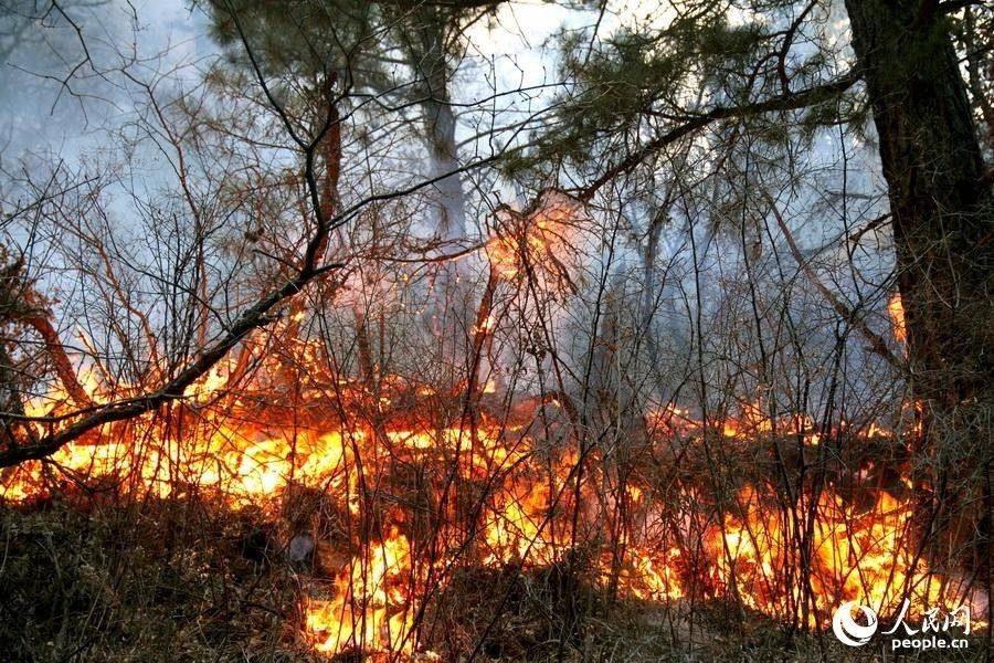 3月3日，甘肅省迭部縣達拉林場森林火災現場 (李靠軍  攝 )