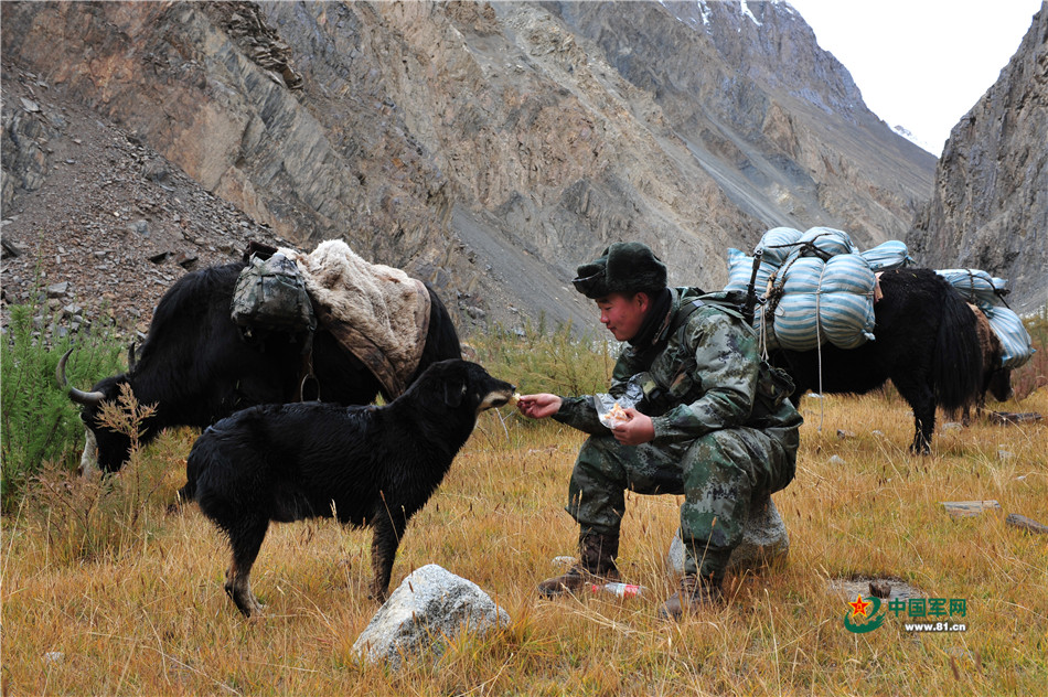在高原巡邏的士兵吃午飯時不忘給“無言戰友”一些食物。王寧攝影