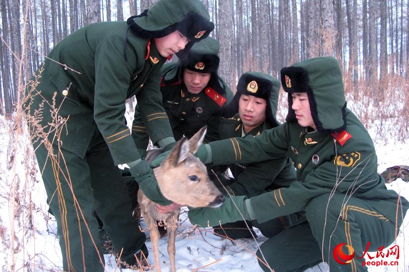 被战士们解救的狍子。武警内蒙古大兴安岭森林支队 供图
