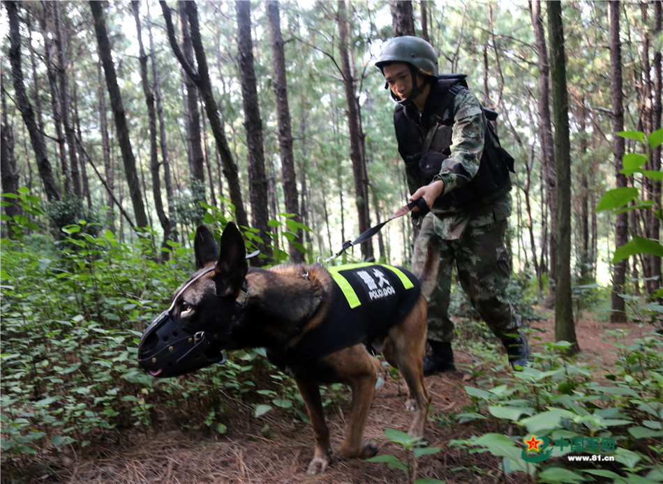 武警四川省总队凉山支队特战队员利用警犬搜索“犯罪分子”。李结义 摄