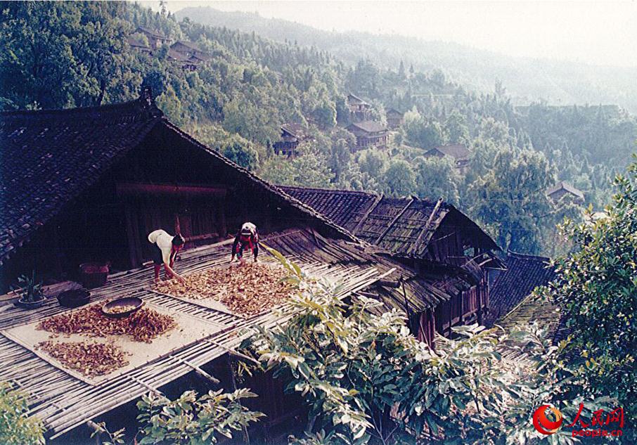 上世紀90年代，紅瑤女童們隻能在家勞動。圖為女童們在屋頂晾晒稻谷。