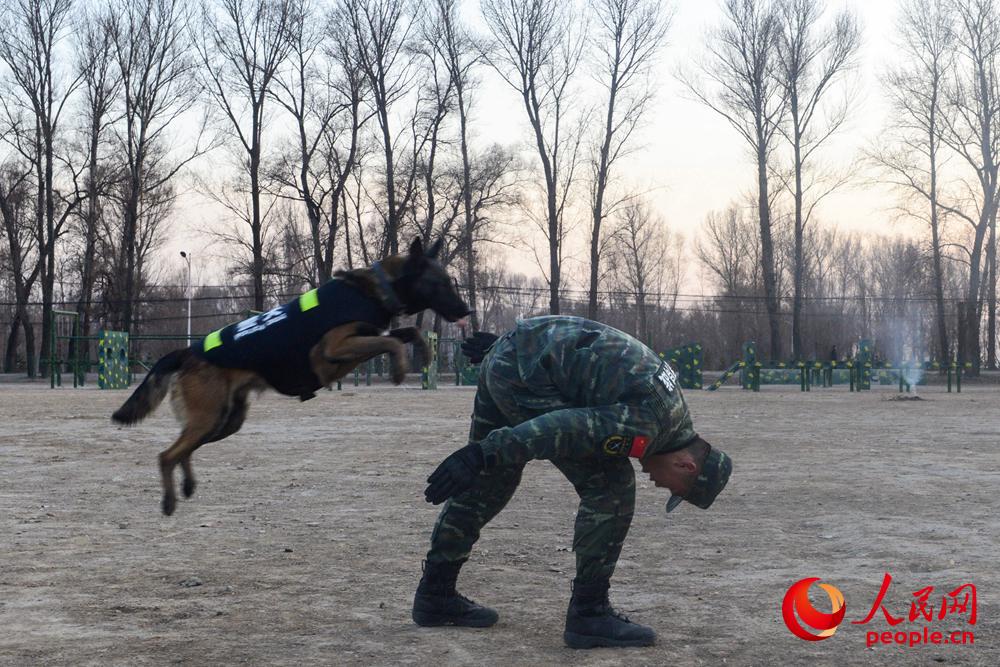 警犬進行“飛背”訓練。（袁浩翔攝）