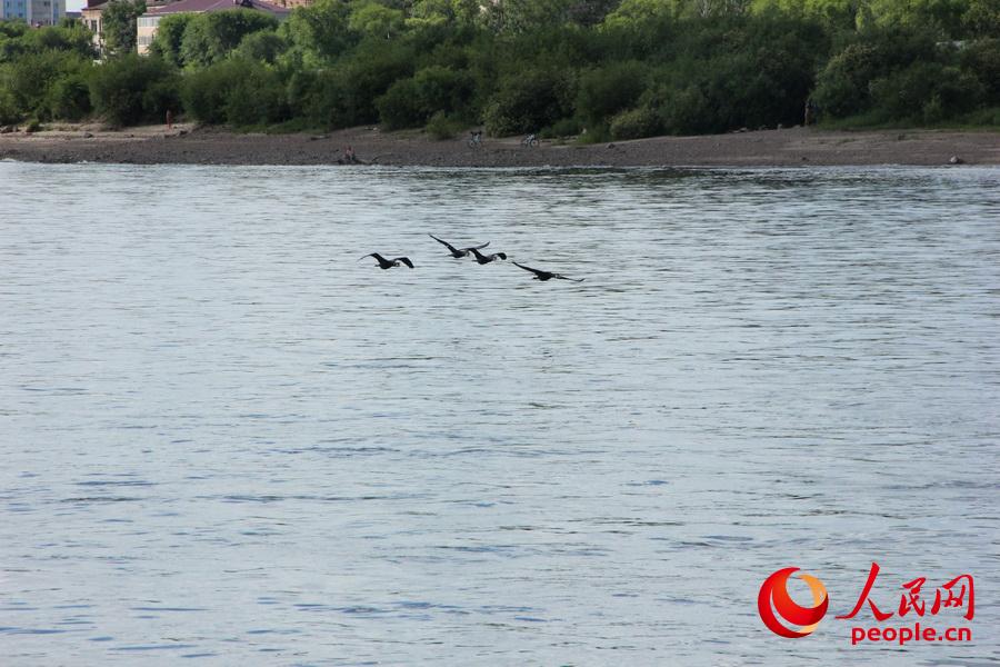 掠江飛翔的野鴨子最多時能有一百多隻。這裡還有江鷗、烏鴉等很多鳥類。（記者 曹昆攝）
