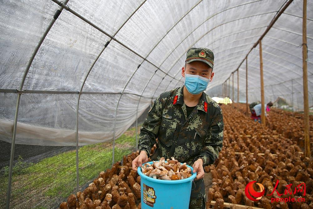 官兵在香菇种植基地和村民一起采摘香菇。