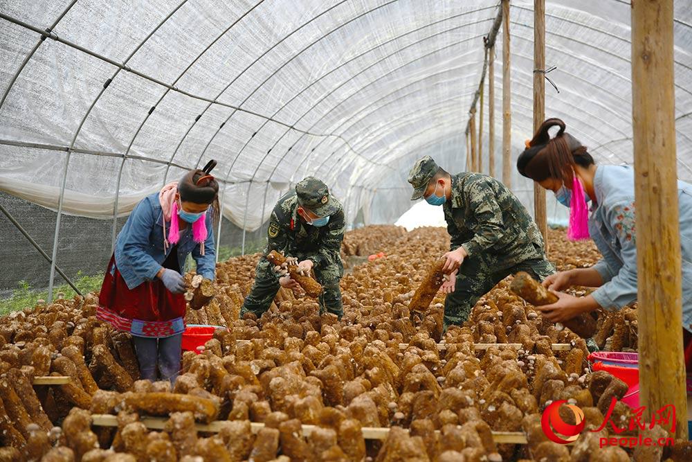 官兵在香菇种植基地和村民一起采摘香菇。