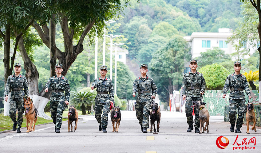 清晨，訓導員帶領軍犬開始一天的訓練。
