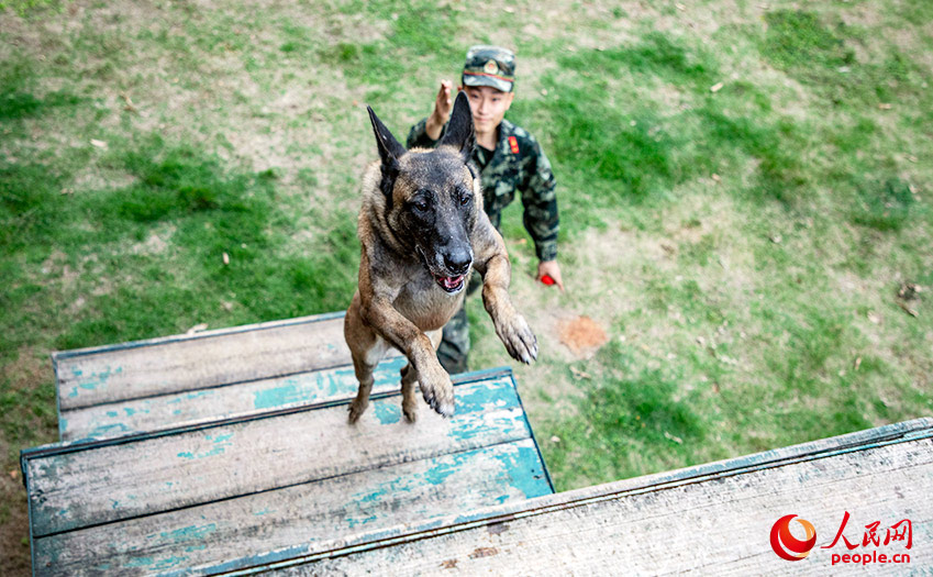 軍犬在訓導員的引導下進行通過高台障礙訓練。