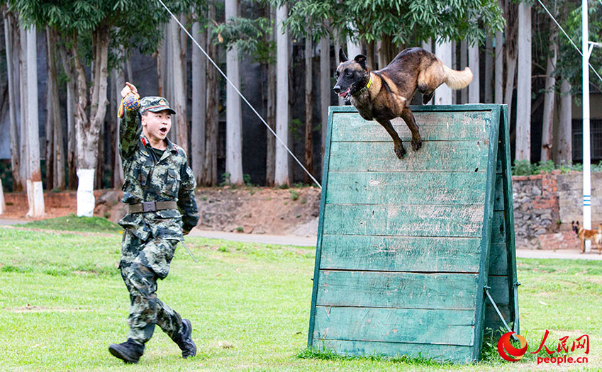 軍犬在訓導員的引導下進行通過高板障礙訓練。