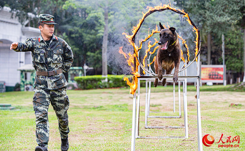 軍犬在訓導員的引導下在進行穿越火障訓練。