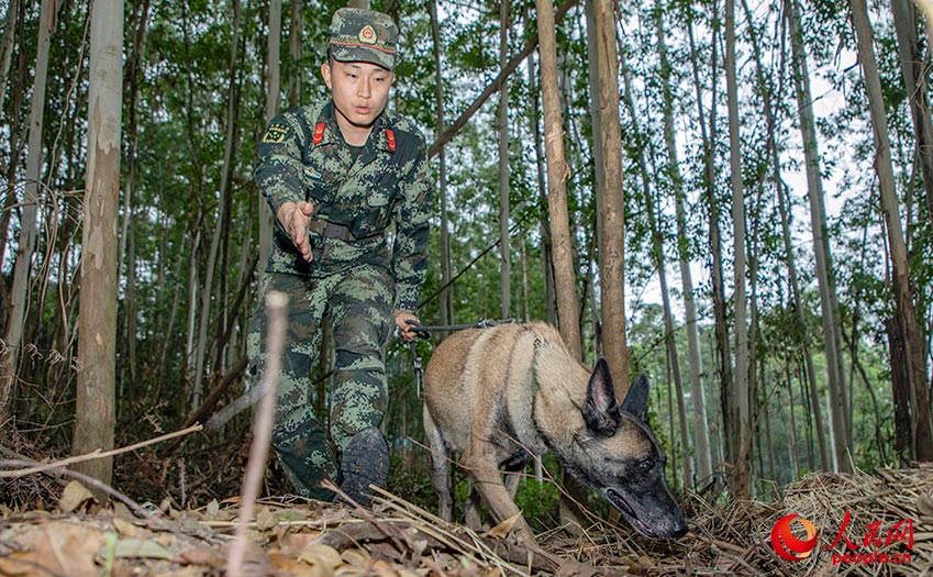 密林中，訓導員與軍犬進行搜索訓練。
