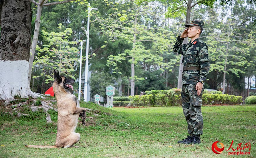 訓導員正在引導軍犬練習敬禮。