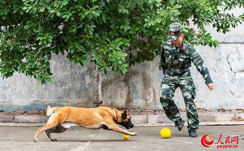 訓練間隙，訓導員與軍犬嬉戲。