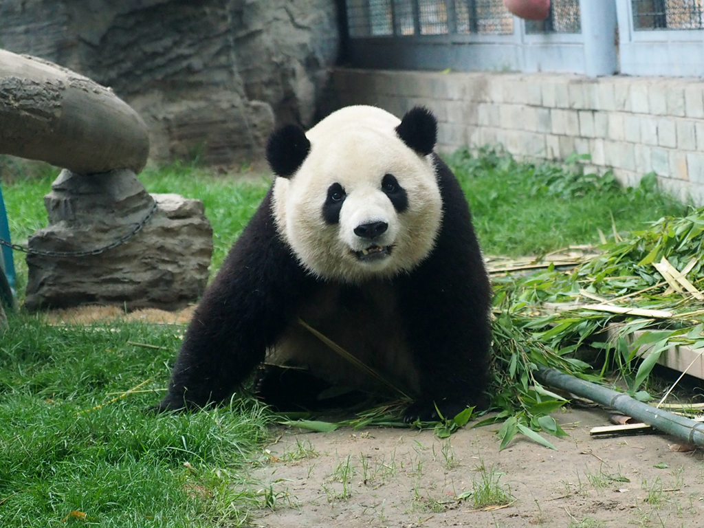 大熊貓吃竹筍過端午 “萌翻”游客