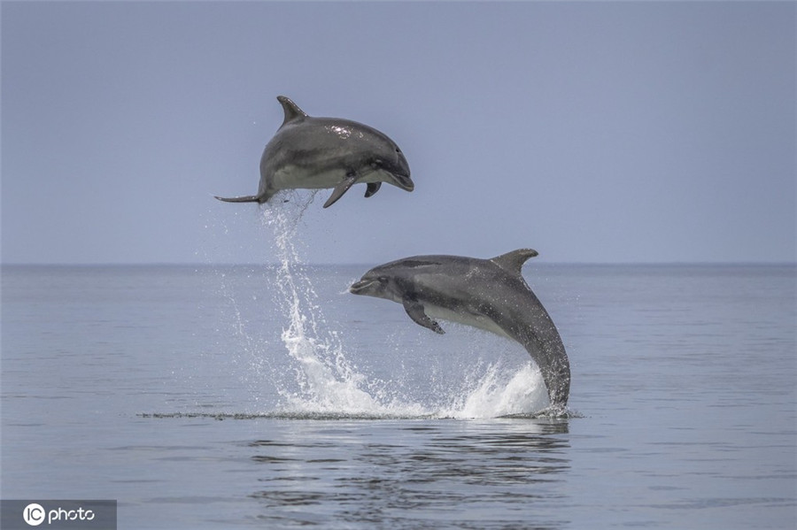 英國寬吻海豚躍出水面秀驚人彈跳力 空中騰躍姿態萬千
