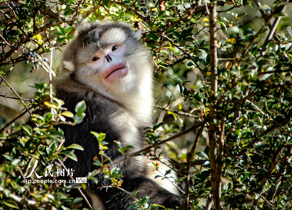 雲南維西：滇金絲猴萌態十足惹人愛