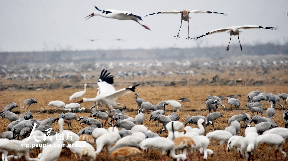 鄱陽湖迎來越冬候鳥 當地打造專屬“食堂”