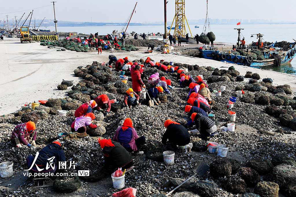 山東青島：收獲牡蠣 供應市場