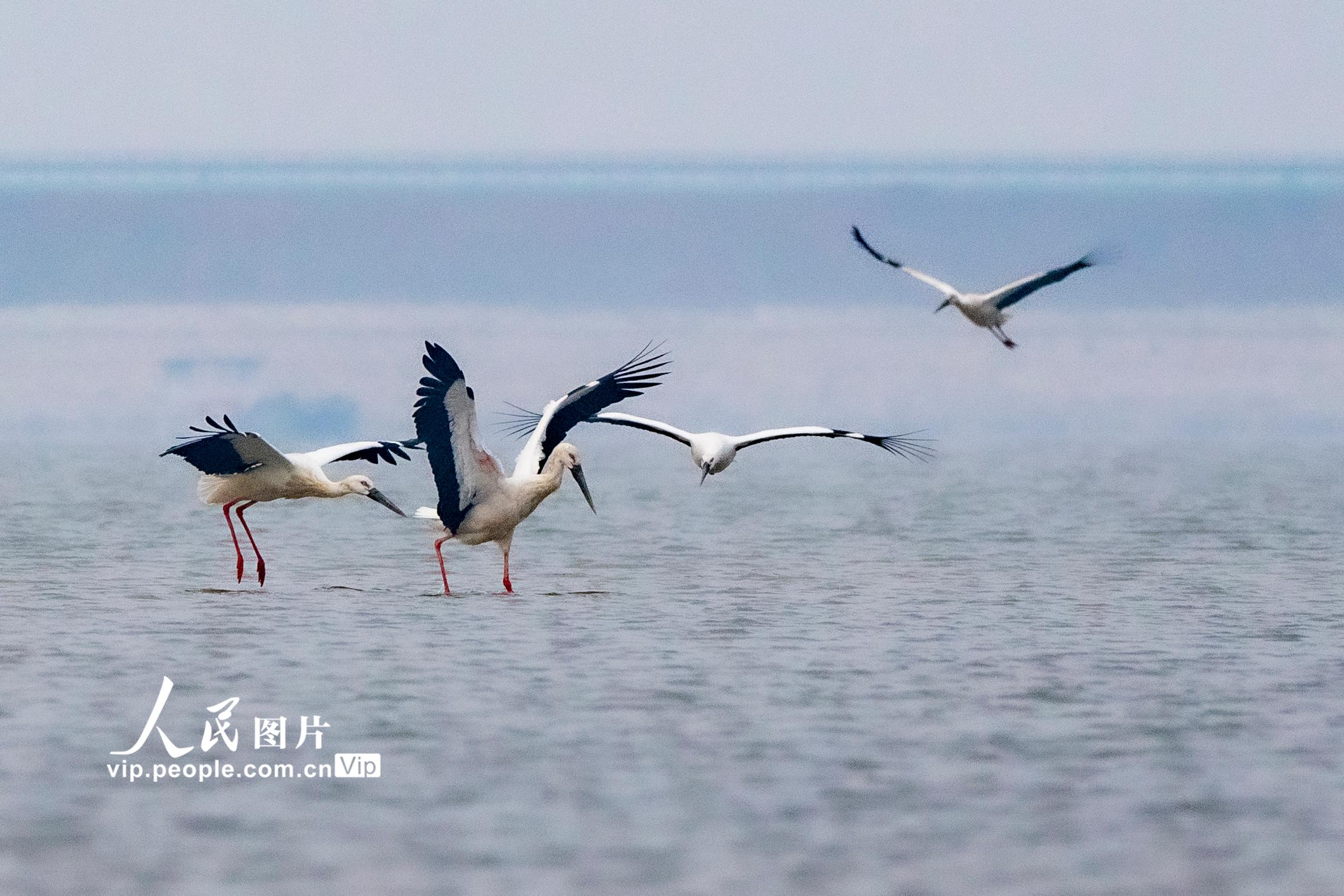 江西湖口：鄱陽湖畔候鳥飛