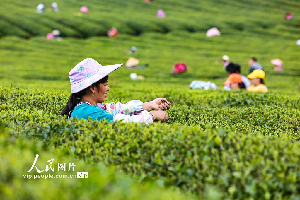 貴州安順：採摘春茶
