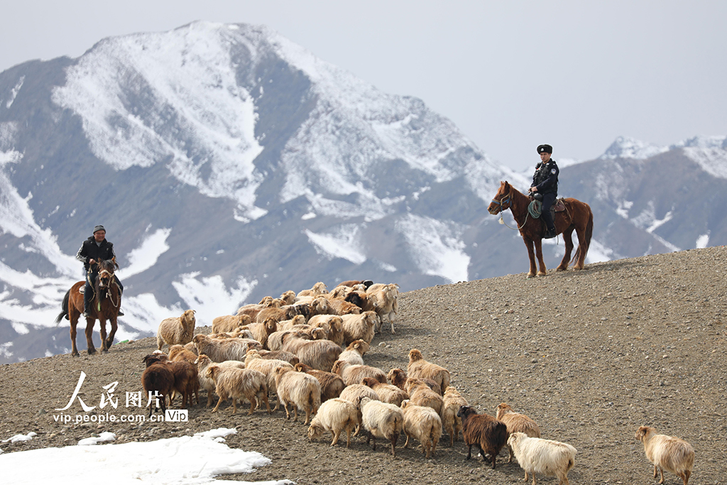 新疆青河：“牧羊人”小分隊助力牧民轉場