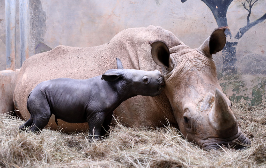 廣州長隆迎來新生白犀牛寶寶