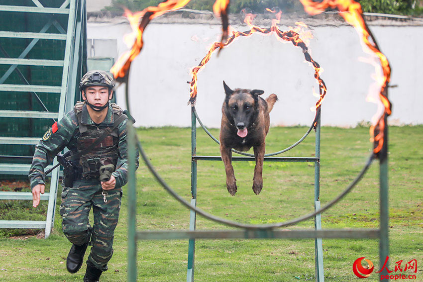 军犬在训导员的引导下进行穿越火障训练。