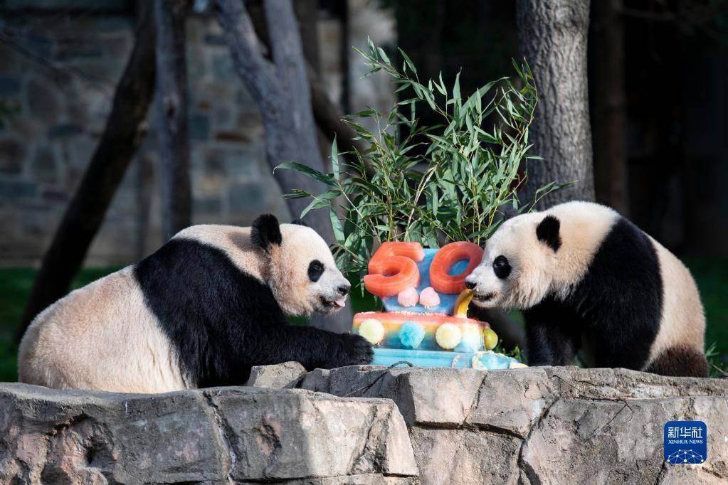 美國史密森學會國家動物園慶祝大熊貓抵美暨大熊貓項目50周年