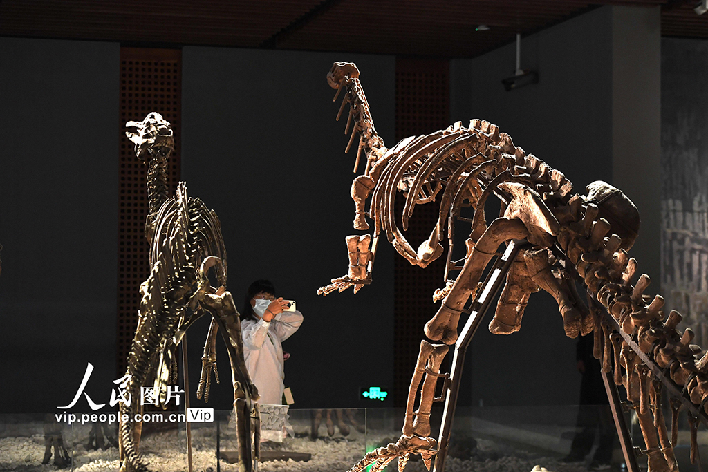 南京博物院恢復開放