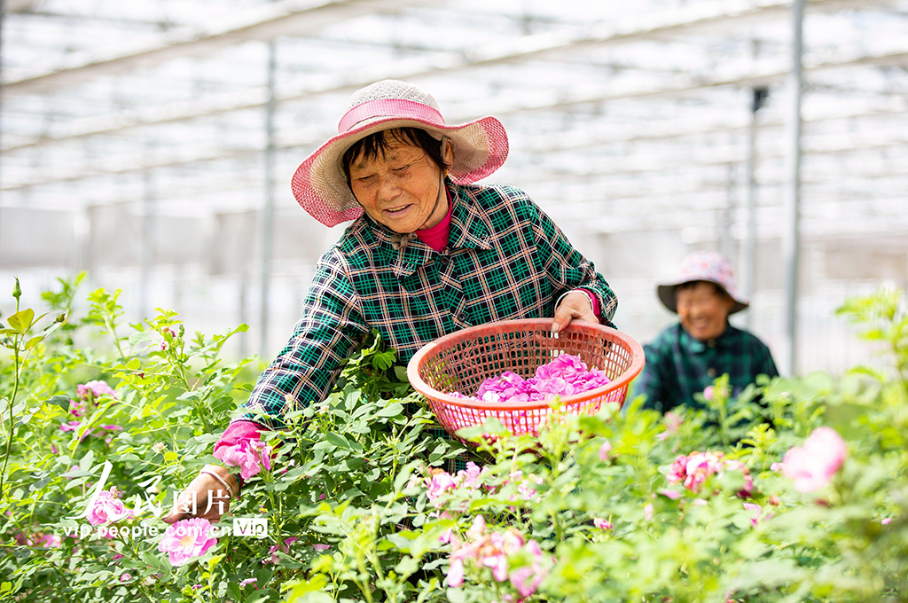 江蘇海安：玫瑰產業促增收