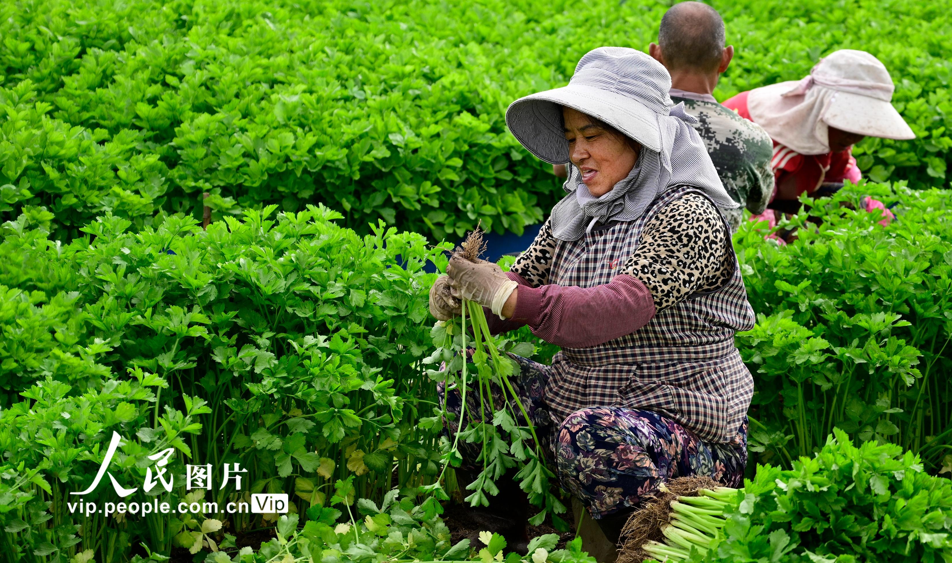 雲南通海：芹菜喜獲豐收