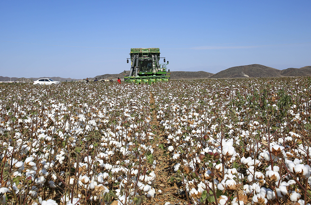 我國最大產棉區新疆進入棉花採收期 