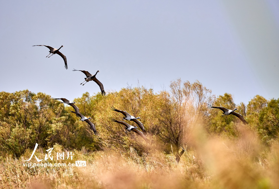 山東東營：黃河入海口生態好 鳥成群