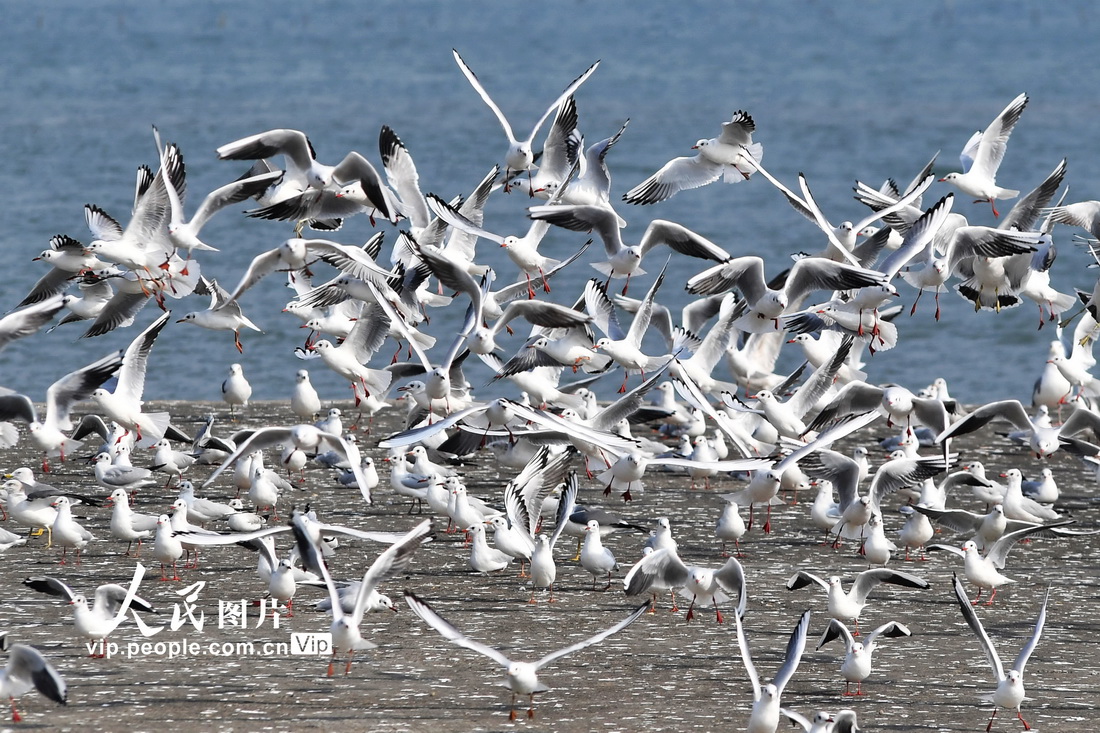 山東青島：環境提升 候鳥樂享“服務區”