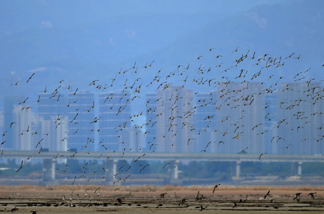 探訪“鳥類樂園”福建閩江河口濕地