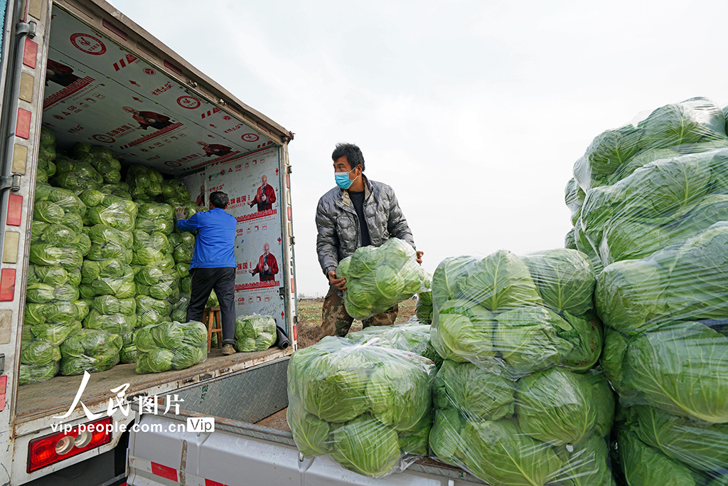 河北灤南：蔬菜銷售忙