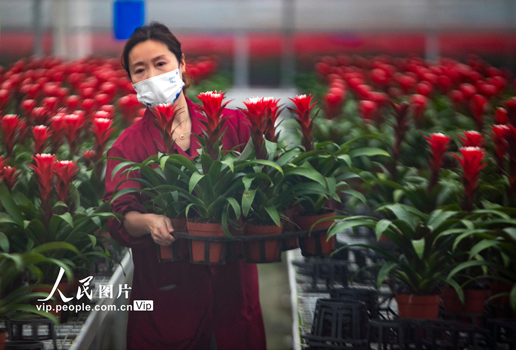 江蘇泰州：智能溫室保障冬季花卉產銷兩旺