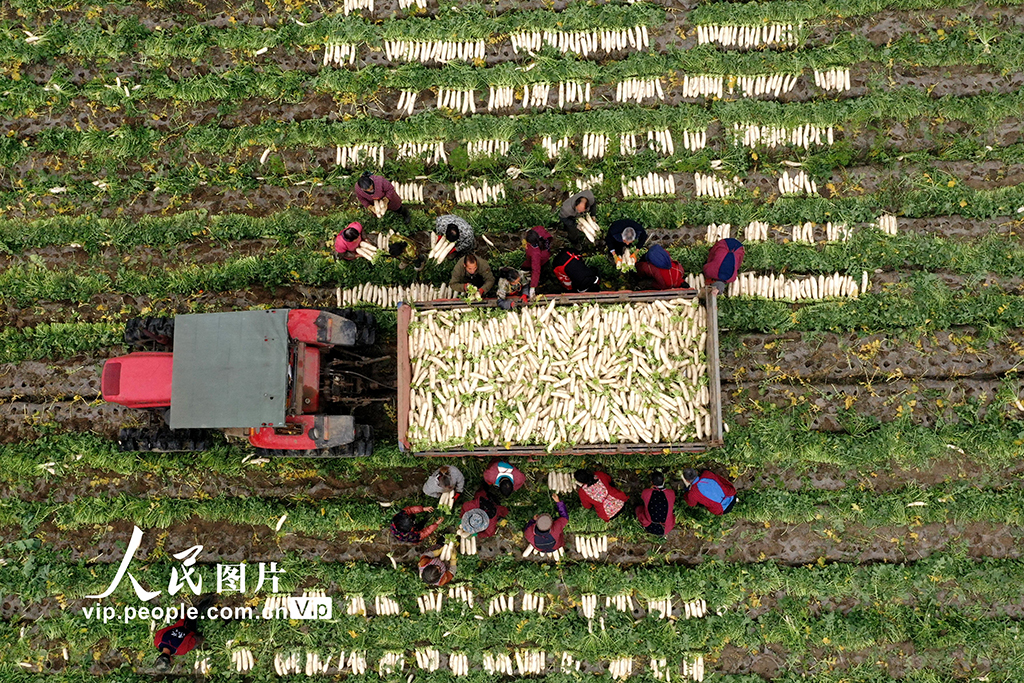 四川青神：蘿卜採收保節日市場供應