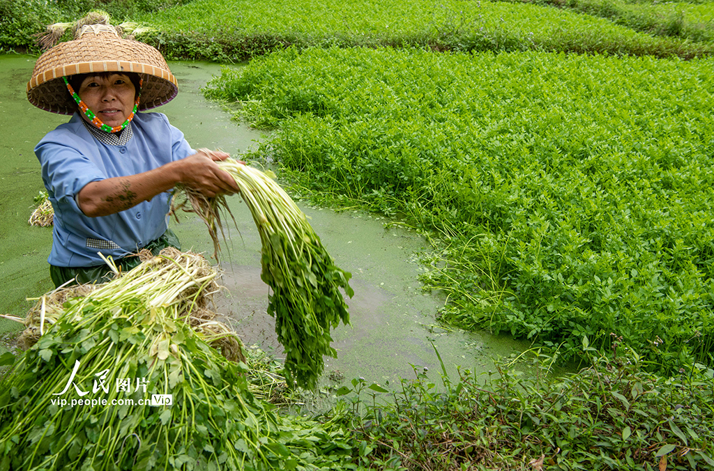 海南瓊海：採收芹菜