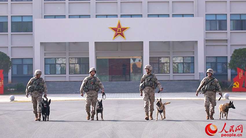 訓犬員和軍犬前往訓練場。