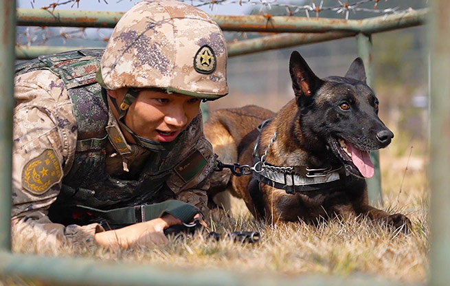 滇西高原，軍犬迎戰新年第一考