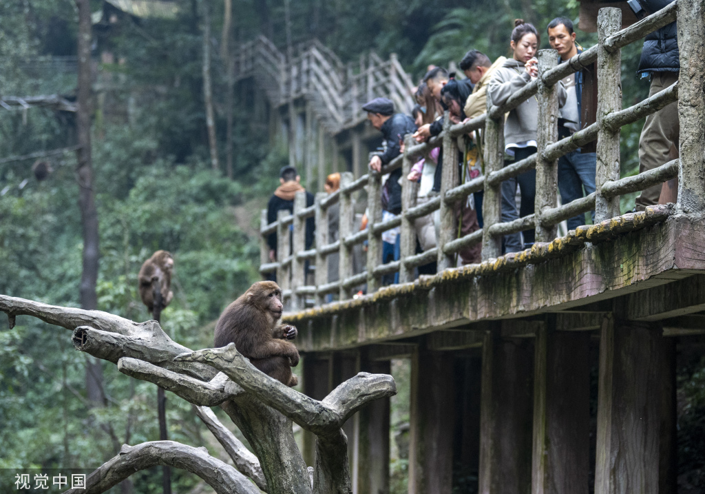 峨眉山景區推進“人猴分離”管理 減少猴群傷人事件發生