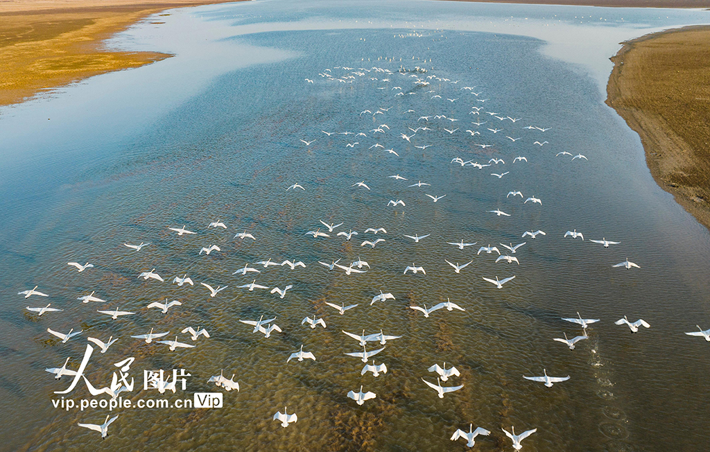 江西鄱陽湖：濕地天鵝舞翩翩